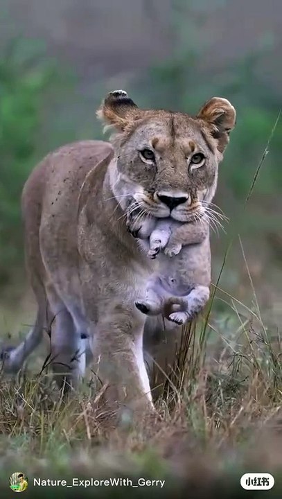 Funny Creatures