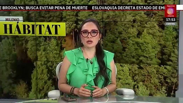 Profepa y la asociación Teyeliz piden evitar saqueo de nidos de loro | Milenio Hábitat