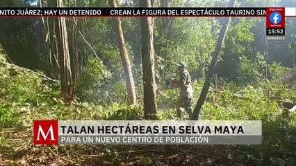 Organización invade y deforesta 70 hectáreas de selva maya en Campeche | Milenio Hábitat