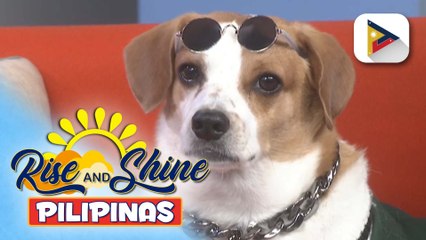 Pet's Day | Bingo and Tatay