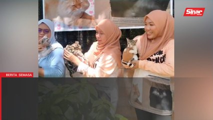 Teratak Si Bulus rumah perlindungan kucing jalanan
