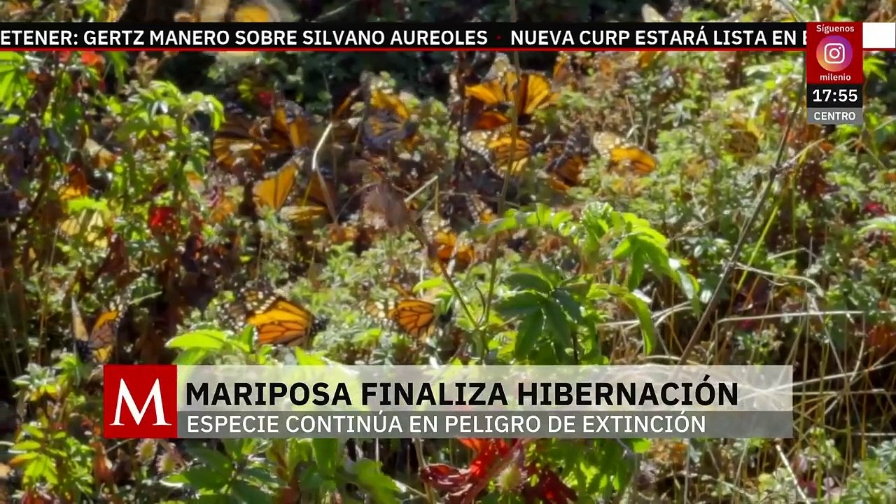 Finaliza la hibernación de mariposa monarca en los bosques de México | Milenio Hábitat