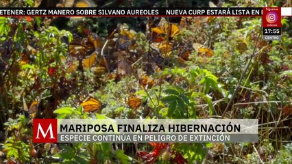 Finaliza la hibernación de mariposa monarca en los bosques de México | Milenio Hábitat
