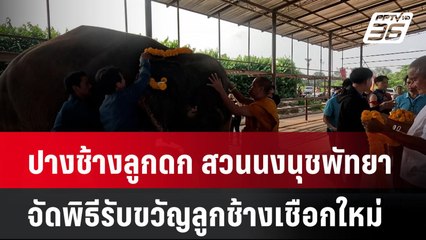 ปางช้างลูกดก สวนนงนุชพัทยา จัดพิธีรับขวัญลูกช้างเชือกใหม่| โชว์ข่าวเช้านี้  |  26 มี.ค. 68