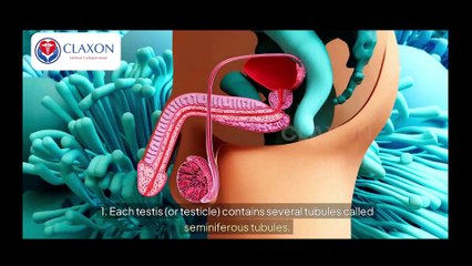 The HUMAN BODY Has A Shocking Secret About The Reproductive System