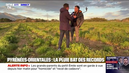 "Ça fait au moins trois ans que ça n'a pas été aussi vert" : dans les Pyrénées-Orientales, la pluie bat des records