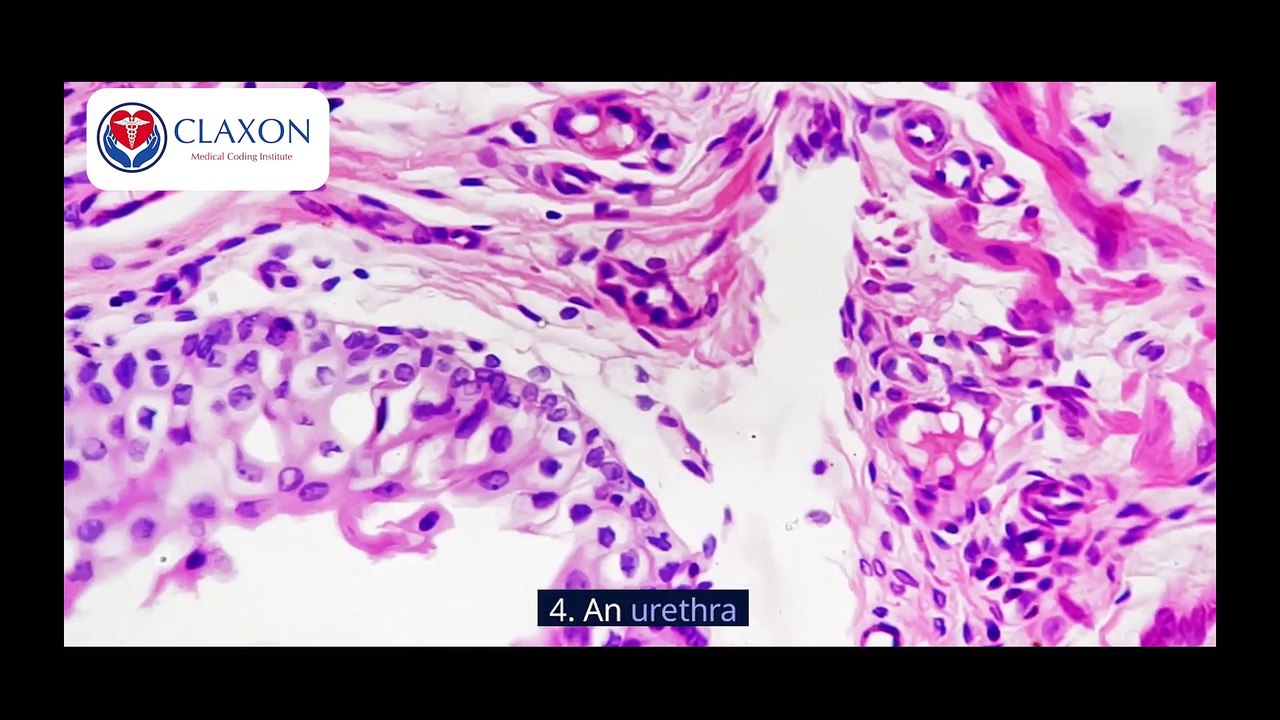 "Urinary System Explained: How Your Kidneys Filter Blood & Remove Toxins | Human Anatomy"