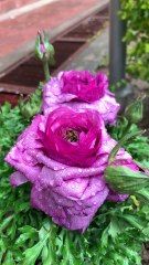 Purple Flowers so beautiful