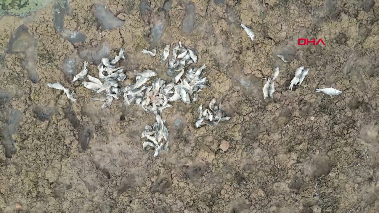 Baraj göletinde toplu balık ölümleri