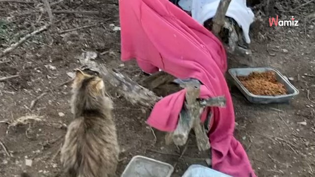 En plein sauvetage de chats errants, ils restent bouche bée devant l'intrus qui sort des buissons (vidéo)
