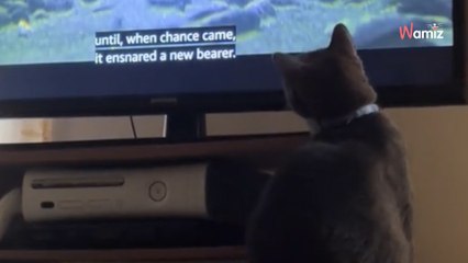 Ce chat est obsédé par le Seigneur des Anneaux : sa réaction fait réagir 500K d’internautes