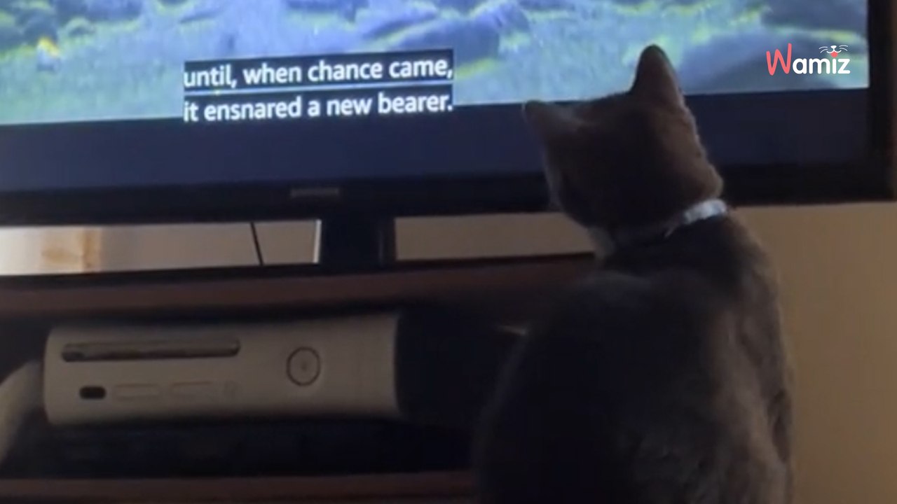 Ce chat est obsédé par le Seigneur des Anneaux : sa réaction fait réagir 500K d’internautes