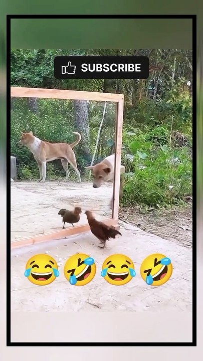 Funny clips