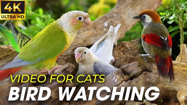 Video For Cats - Birds and Squirrels for Cats to Watch in Winter - CatTV Central