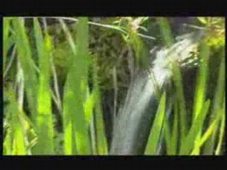 Entretien du bassin