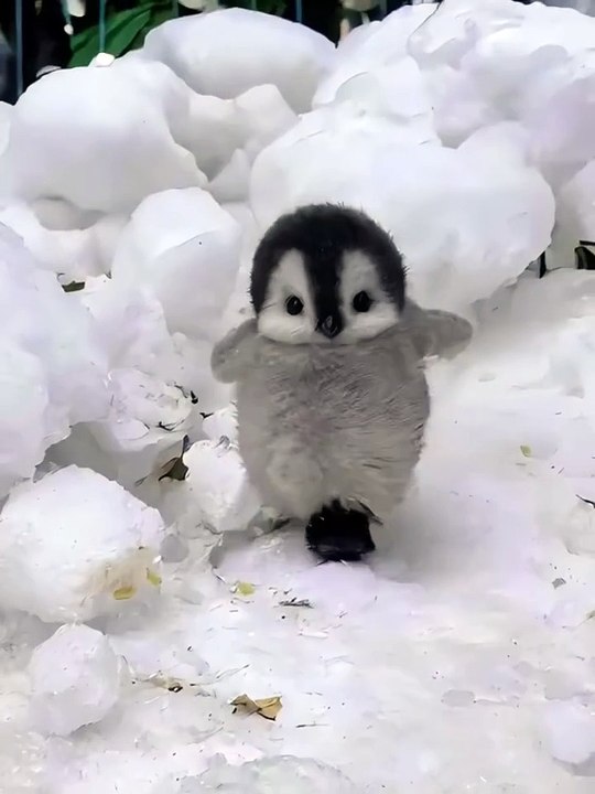 penguin