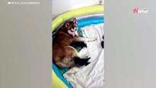 Frau adoptiert lieben Husky: Zu Hause fällt sie allerdings vom Glauben ab