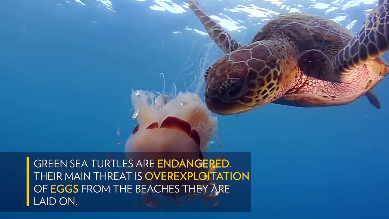 See a Sea Turtle Devour a Jellyfish Like Spaghetti _ National Geographic (1)