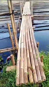 Budidaya ikan lele media jaring apung sangat simple dan menguntungkan