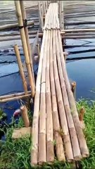 Budidaya ikan lele media jaring apung sangat simple dan menguntungkan