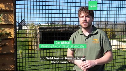 Five lions traumatised by war in Ukraine settle in to their 'forever home' at UK sanctuary