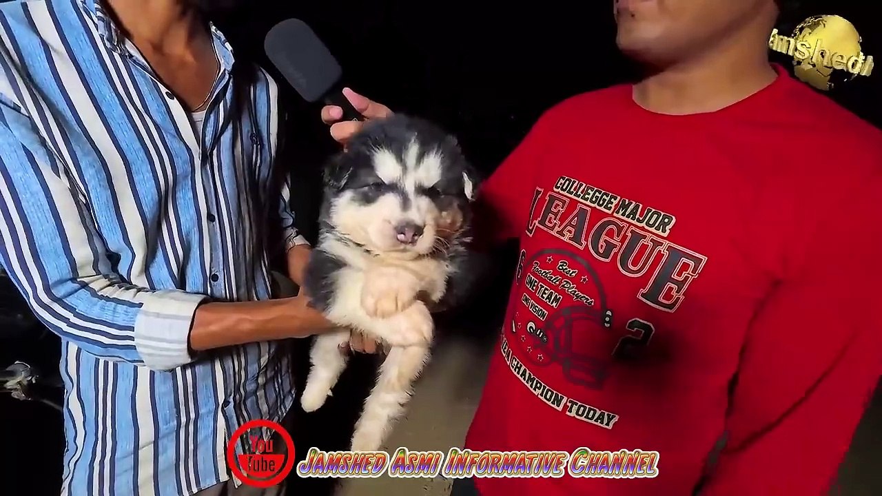 New Karachi Dogs Market 2025 Karachi _ Pedigree Dogs German Shepherd Husky Puppies