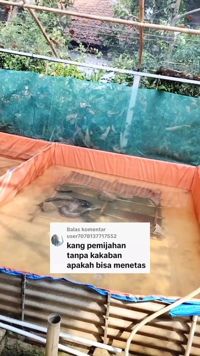 Pemijahan lele tanpa kakaban telur lele tidak akan menetas❗DIJAMIN