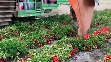 This is how tomato harvesting looks like!🍅