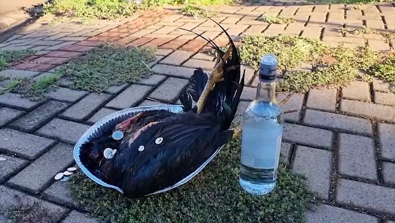 Despacho na encruzilhada: Galinha, pinga e dinheiro são deixados como 'oferenda' no Centro de Cascavel