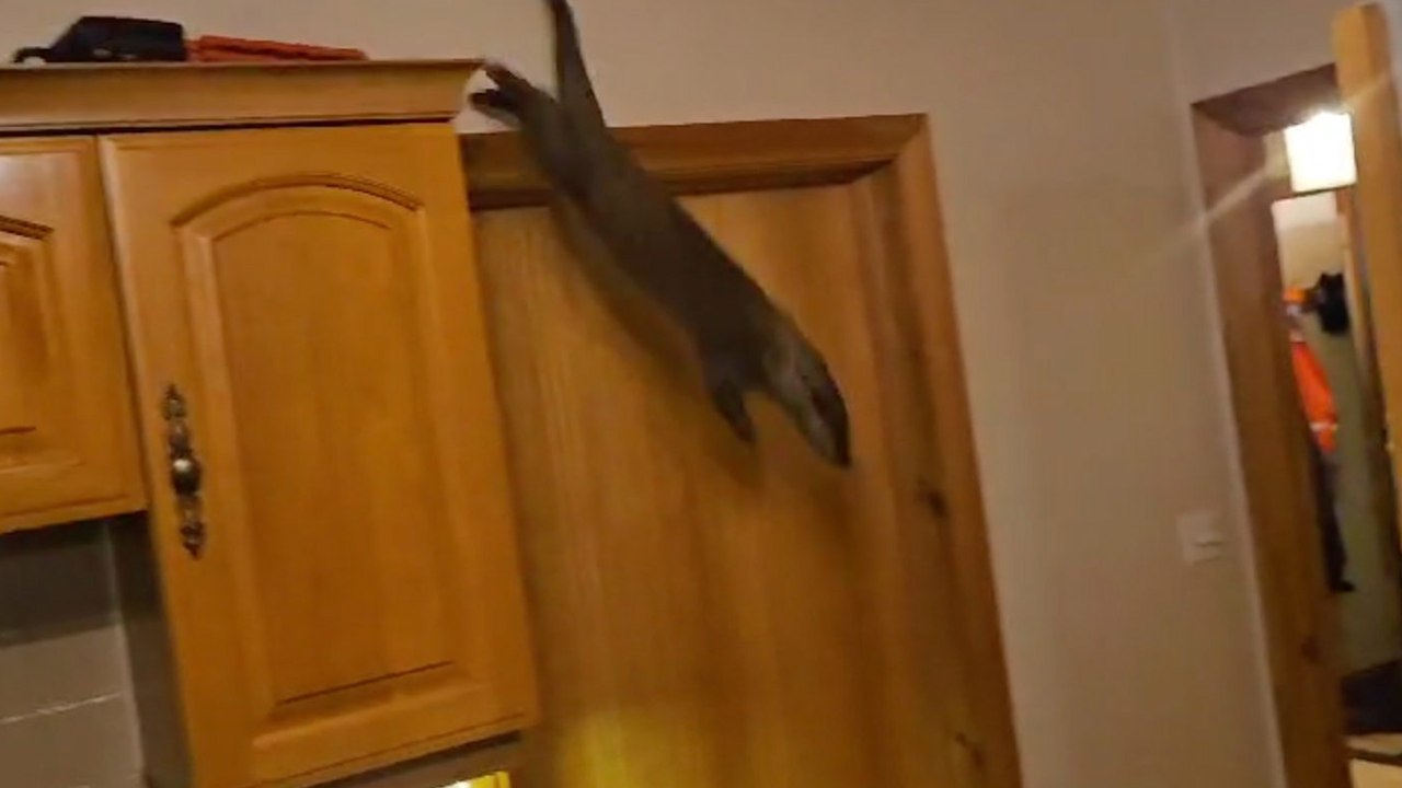 Hungriger Fischotter dringt in die Küche der Familie ein