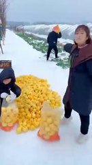 Have you eaten this tye of fruits 😋🍎🍅🥭🍓🥝🍉 #shorts #nature #fruit