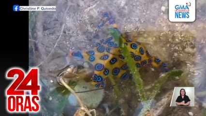 Makamandag na blue-ringed octopus, natagpuang palangoy-langoy sa Siquijor | 24 Oras