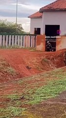 Homem invade recinto para elefantes no zoo de Brasília