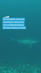Un buceador se encuentra cara a cara con un tiburón blanco
