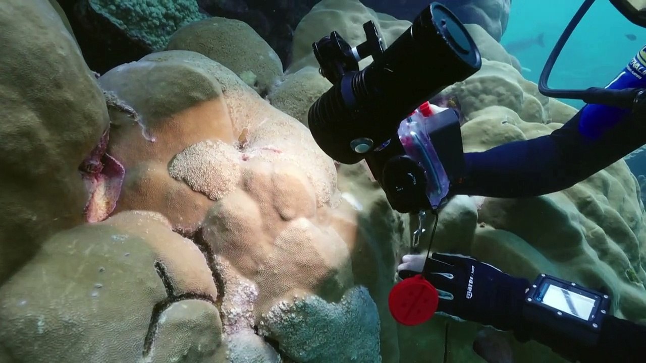 'Schockierende' Korallenbleiche vor australischer Küste