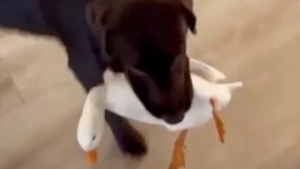 A Quick Roundup of Some of the Most Amazing Animal Stories That Are Sure to Brighten Your Day