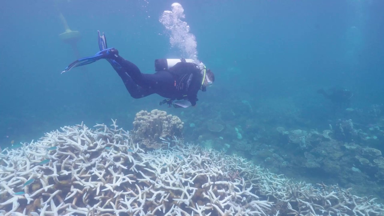 'Schockierende' Korallenbleiche vor australischer Küste