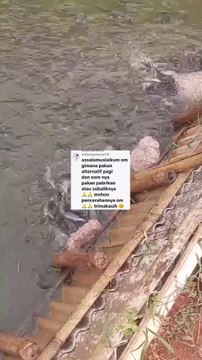 Cara memberikan 2 jenis pakan yaitu pakan alternatif dan pakan pelet