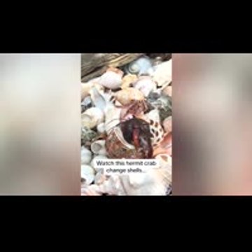 Fascinating rare footage shows hermit crab swapping shells