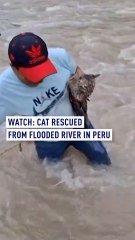 Watch: Cat rescued from flooded river in Peru