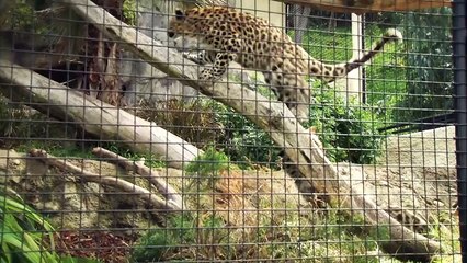 What Exactly Are Zookeepers Doing to Help This Leopard Species