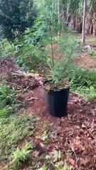 PCDF descobre pés de maconha em meio à plantação de mandioca