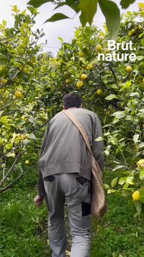 Jean-Noël cultive une cinquantaine de variétés d’agrumes sur la côte d’Azur.