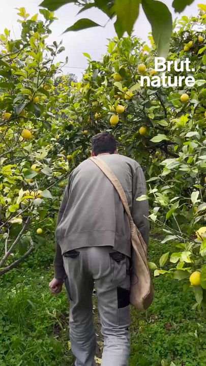 Jean-Noël cultive une cinquantaine de variétés d’agrumes sur la côte d’Azur.
