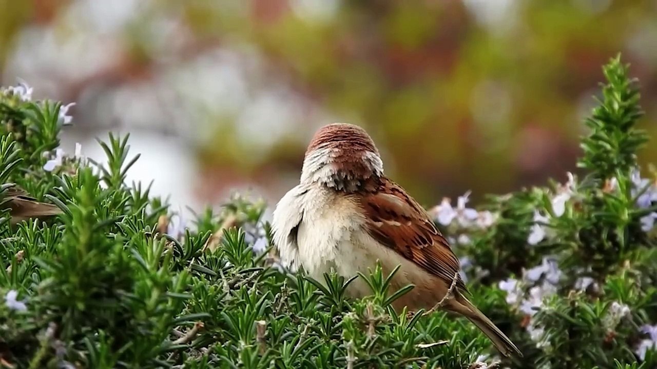 Singvögel haben Hungerhormon Ghrelin verloren