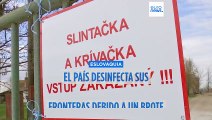 Eslovaquia declara el estado de emergencia por los casos de fiebre aftosa