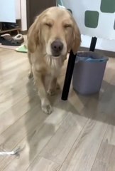 El ladrón de golosinas de cuatro patas, al verse descubierto, se hizo el dormido andante.