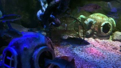 I visited Sea Life in Blackpool for the first time.