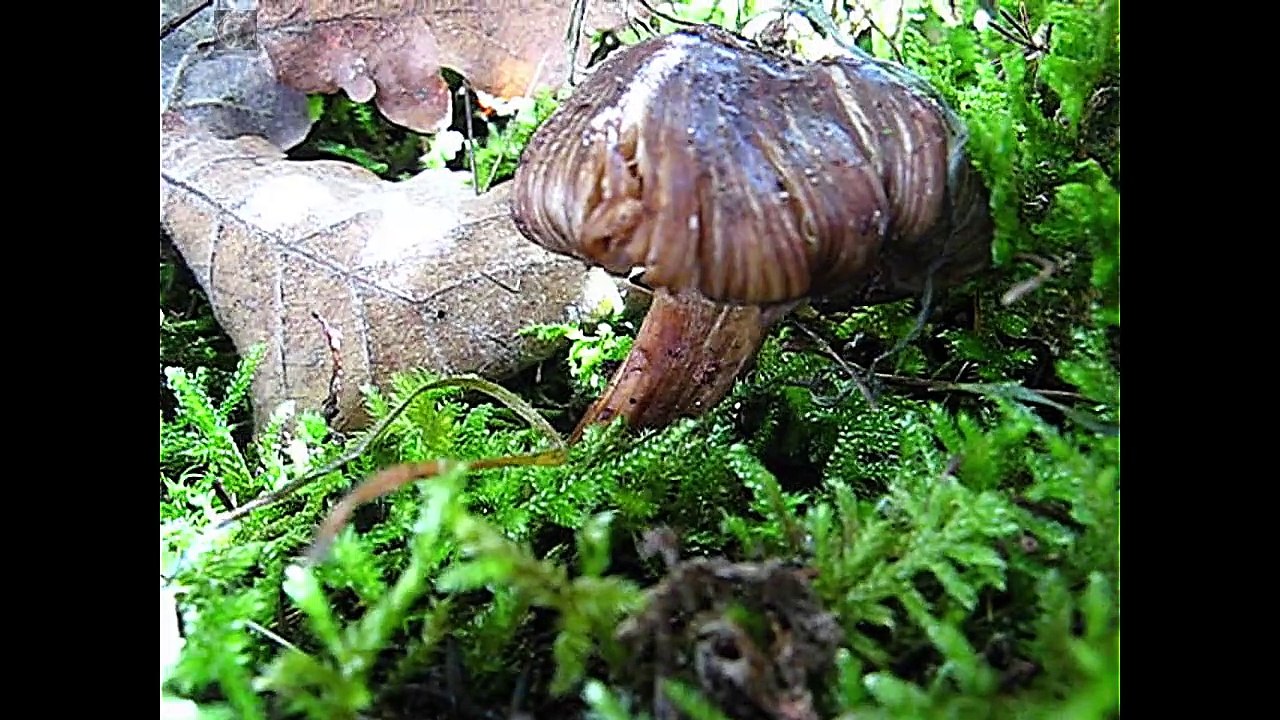 Inocybe asterospora. Champimaginatis. English Text