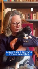 La storia di Teresa, la gatta della biblioteca Classense  di Ravenna